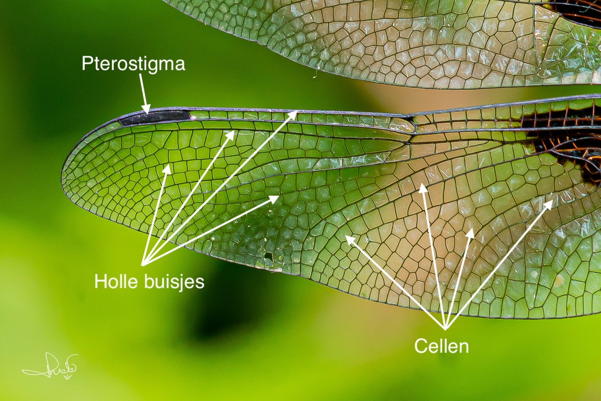 pterostigma