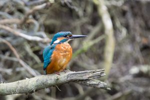 Lees meer over het artikel Een on-Nederlands prachtig vogeltje