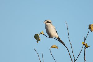 Read more about the article A masked winter guest