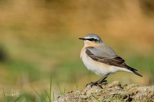 Read more about the article About wheatears and rabbits
