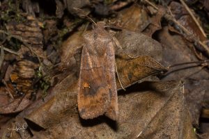 Read more about the article Sugaring for moths