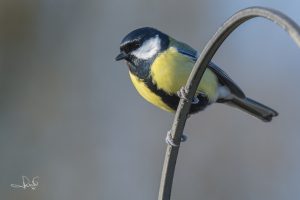 Lees meer over het artikel Piepende fietspompjes