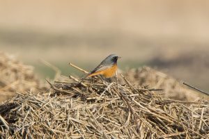 Lees meer over het artikel Vreemde vogels