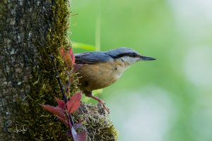 Read more about the article New residents in our garden