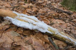 Read more about the article Hair ice: the beard of Old Man Winter